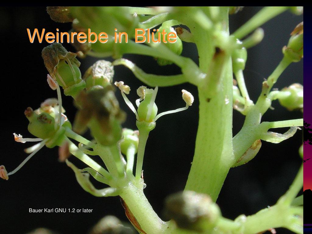 Weinrebe in Blüte Bauer Karl GNU 1.2 or later