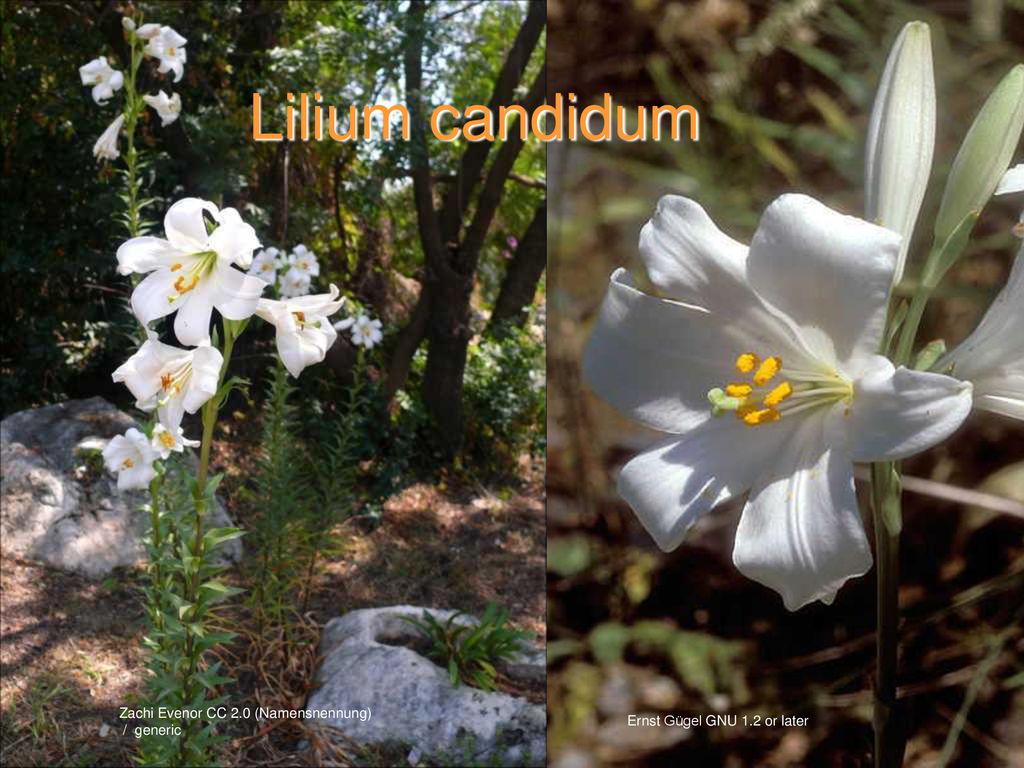 Lilium candidum Lilium candidum Zachi Evenor CC 2.0 (Namensnennung)