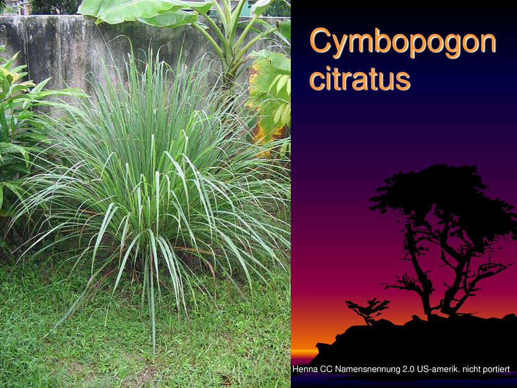Cymbopogon citratus Henna CC Namensnennung 2.0 US-amerik. nicht portiert