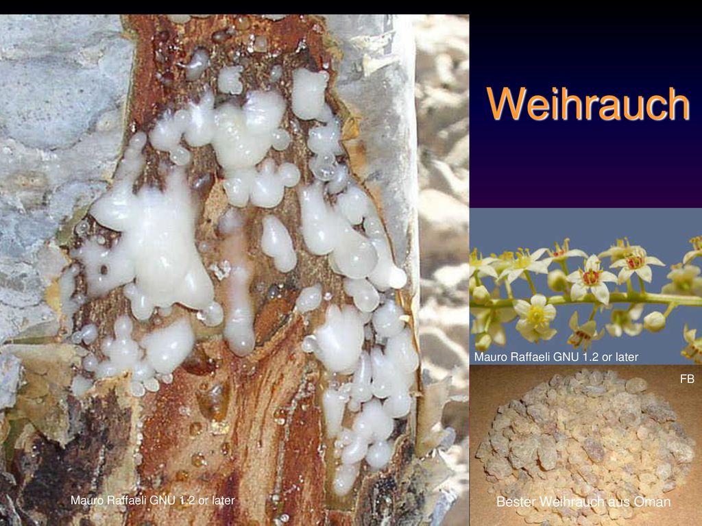 Weihrauch Bester Weihrauch aus Oman Mauro Raffaeli GNU 1.2 or later FB