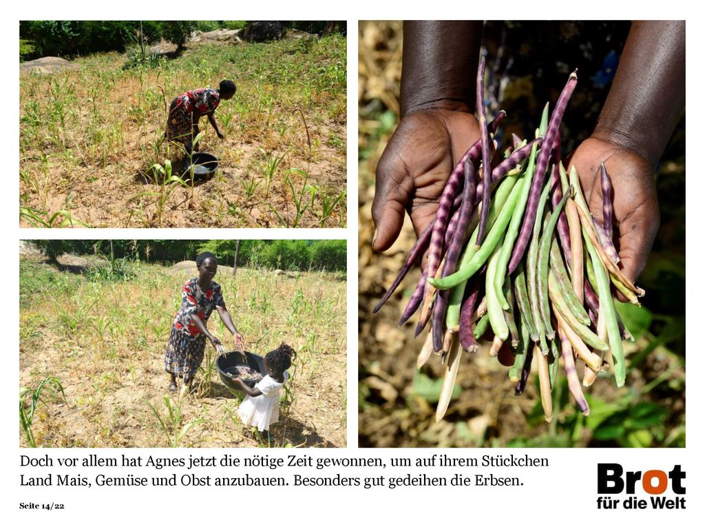 Doch vor allem hat Agnes jetzt die nötige Zeit gewonnen, um auf ihrem Stückchen Land Mais, Gemüse und Obst anzubauen. Besonders gut gedeihen die Erbsen.