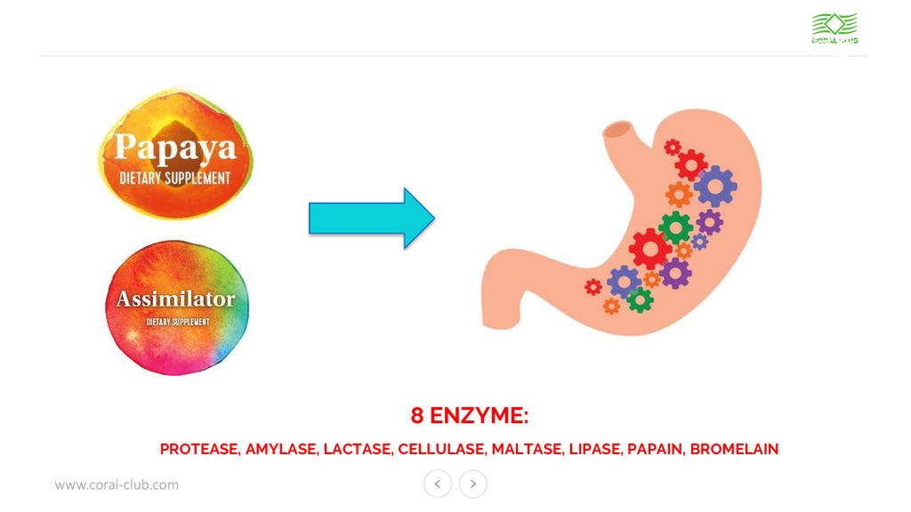 8 ENZYME: PROTEASE, AMYLASE, LACTASE, CELLULASE, MALTASE, LIPASE, PAPAIN, BROMELAIN. 8 Verdauungsenzyme.
