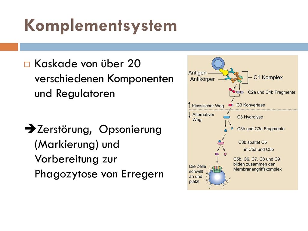 Komplementsystem Kaskade von über 20 verschiedenen Komponenten und Regulatoren.