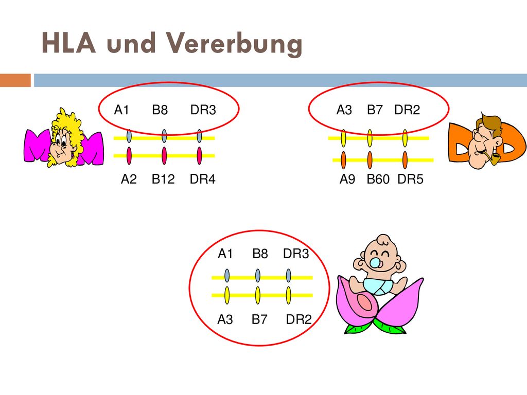 HLA und Vererbung A1 B8 DR3 A3 B7 DR2 A2 B12 DR4 A9 B60 DR5 A1 B8 DR3