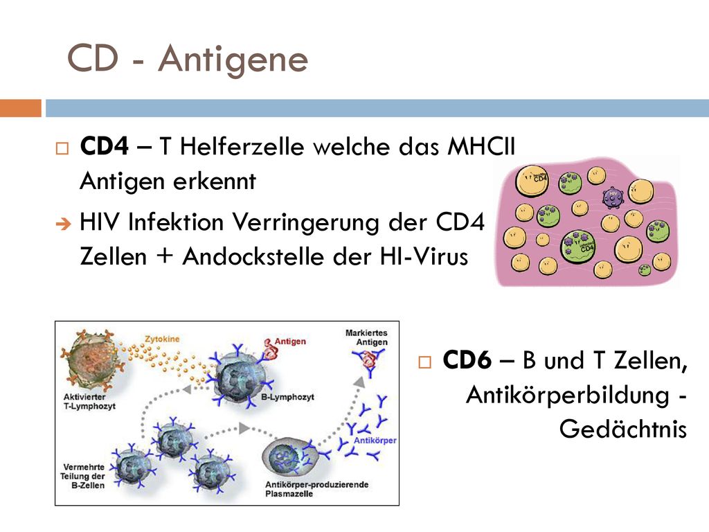 CD - Antigene CD4 – T Helferzelle welche das MHCII Antigen erkennt