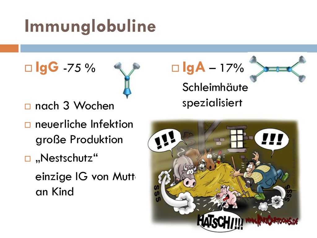 Immunglobuline IgG -75 % IgA – 17% IgM Schleimhäute spezialisiert