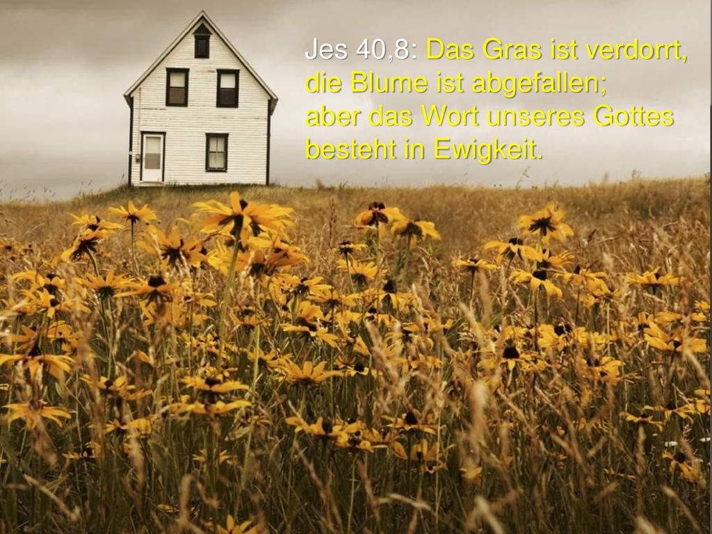 Jes 40,8: Das Gras ist verdorrt, die Blume ist abgefallen;