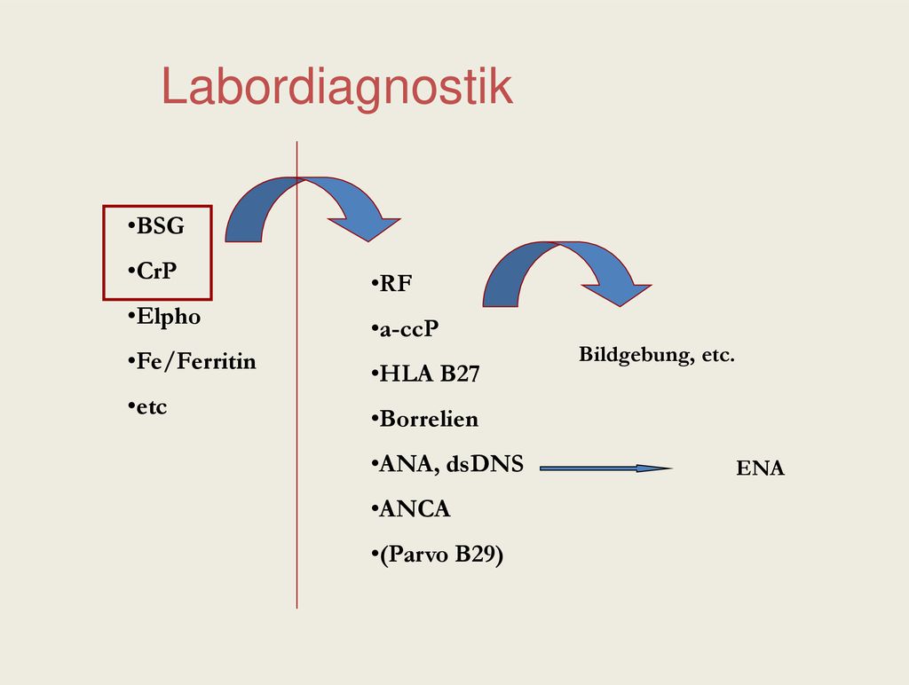Labordiagnostik BSG CrP Elpho Fe/Ferritin RF a-ccP etc HLA B27