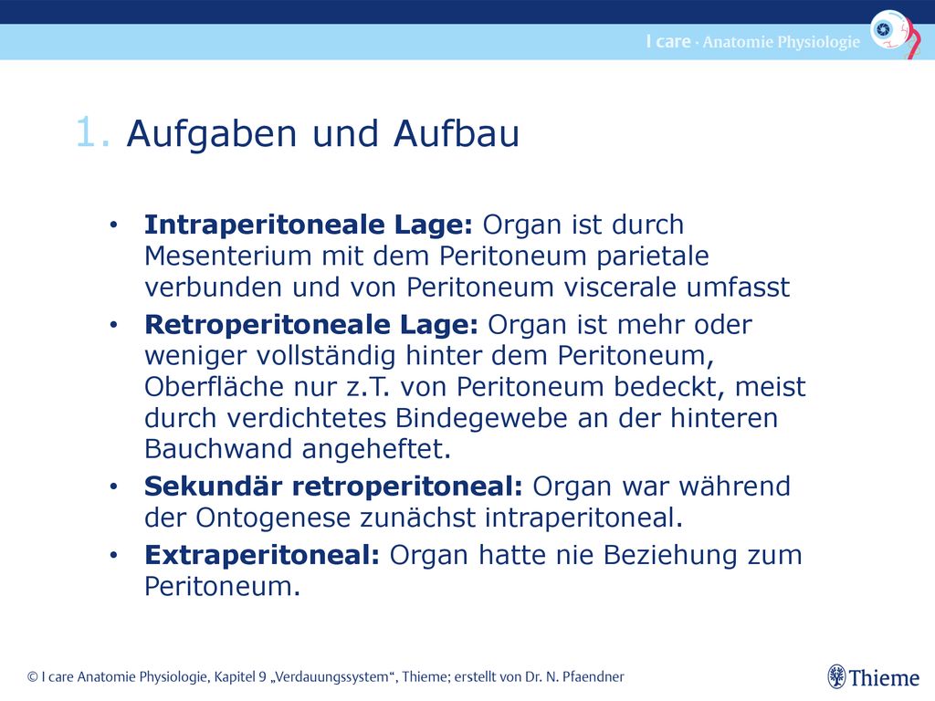 1. Aufgaben und Aufbau Intraperitoneale Lage: Organ ist durch Mesenterium mit dem Peritoneum parietale verbunden und von Peritoneum viscerale umfasst.