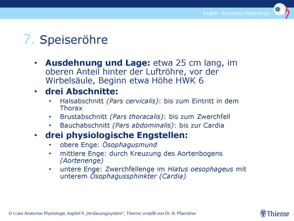 7. Speiseröhre Ausdehnung und Lage: etwa 25 cm lang, im oberen Anteil hinter der Luftröhre, vor der Wirbelsäule, Beginn etwa Höhe HWK 6.