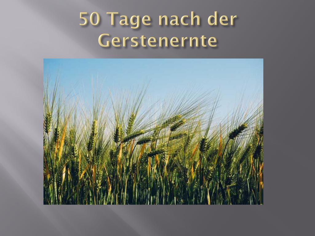 50 Tage nach der Gerstenernte