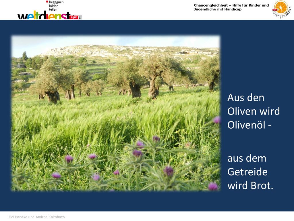 Aus den Oliven wird Olivenöl - aus dem Getreide wird Brot.