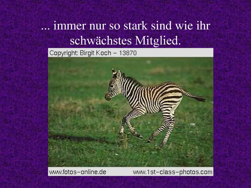 ... immer nur so stark sind wie ihr schwächstes Mitglied.