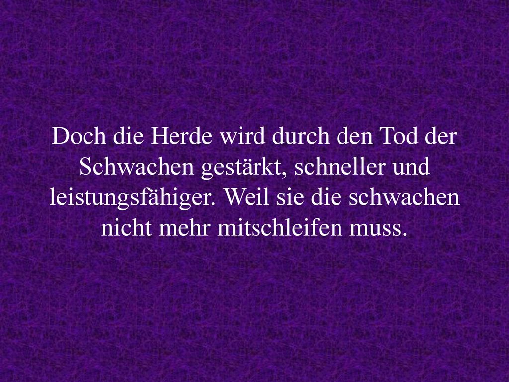 Doch die Herde wird durch den Tod der Schwachen gestärkt, schneller und leistungsfähiger.