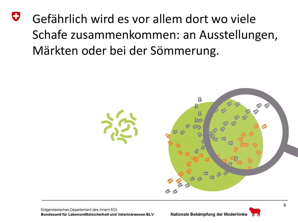 Gefährlich wird es vor allem dort wo viele Schafe zusammenkommen: an Ausstellungen, Märkten oder bei der Sömmerung.