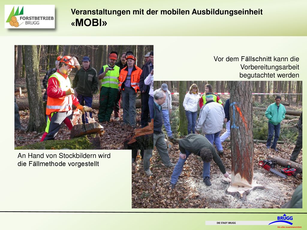 Vor dem Fällschnitt kann die Vorbereitungsarbeit begutachtet werden