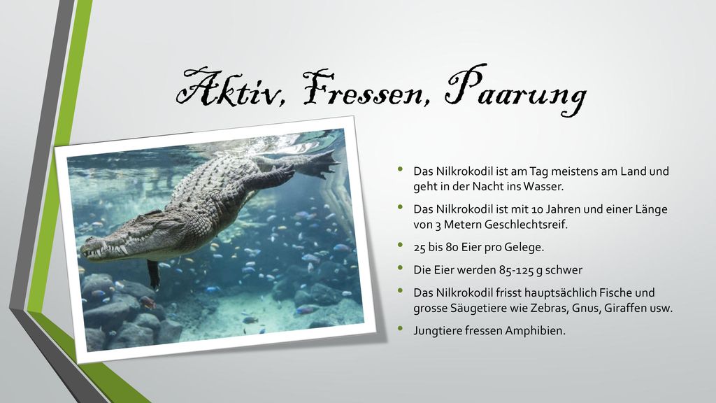 Aktiv, Fressen, Paarung Das Nilkrokodil ist am Tag meistens am Land und geht in der Nacht ins Wasser.