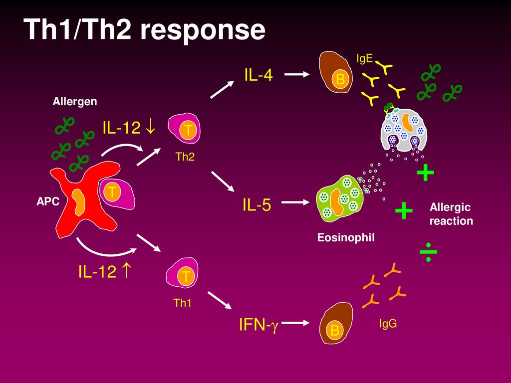 Супрессия иммунного ответа. Т-хелперы th1 и th2. Th1 th2 лимфоциты. Th1 th2 иммунный ответ. Th2 клетки цитокины.