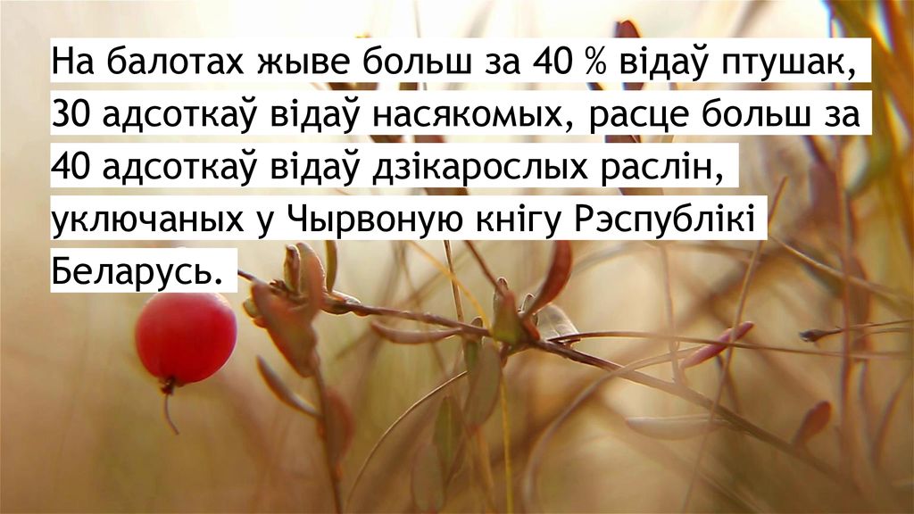 На балотах жыве больш за 40 % відаў птушак, 30 адсоткаў відаў насякомых, расце больш за 40 адсоткаў відаў дзікарослых раслін, уключаных у Чырвоную кнігу Рэспублікі Беларусь.