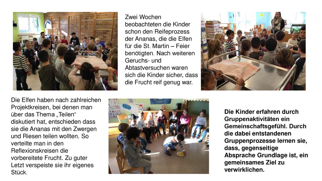 Zwei Wochen beobachteten die Kinder schon den Reifeprozess der Ananas, die die Elfen für die St. Martin – Feier benötigten. Nach weiteren Geruchs- und Abtastversuchen waren sich die Kinder sicher, dass die Frucht reif genug war.