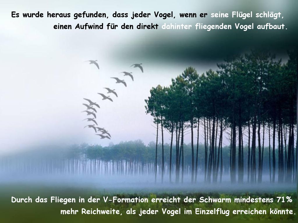 Es wurde heraus gefunden, dass jeder Vogel, wenn er seine Flügel schlägt,