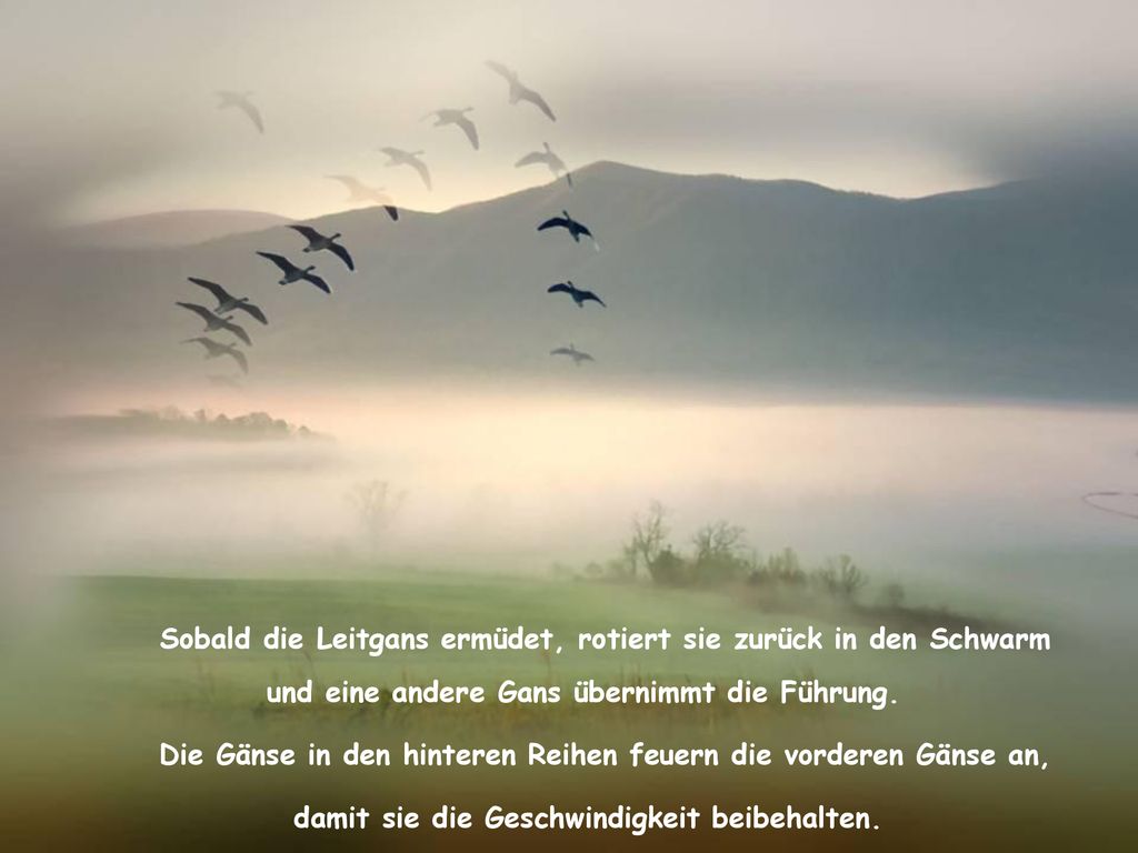 Sobald die Leitgans ermüdet, rotiert sie zurück in den Schwarm