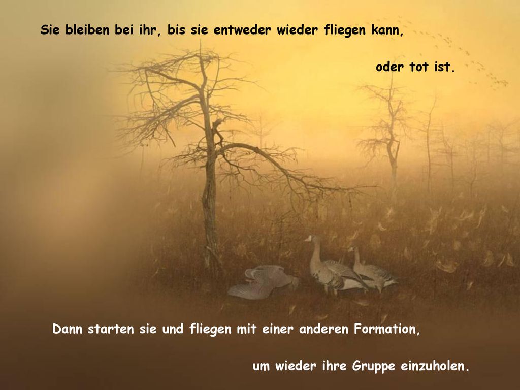 Sie bleiben bei ihr, bis sie entweder wieder fliegen kann,