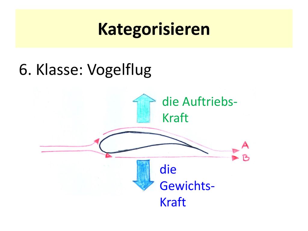 Kategorisieren 6. Klasse: Vogelflug die Auftriebs-Kraft