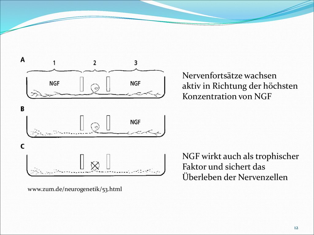 Nervenfortsätze wachsen aktiv in Richtung der höchsten Konzentration von NGF