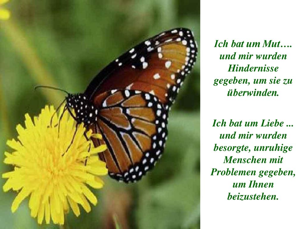 Ich bat um Mut…. und mir wurden Hindernisse gegeben, um sie zu überwinden.