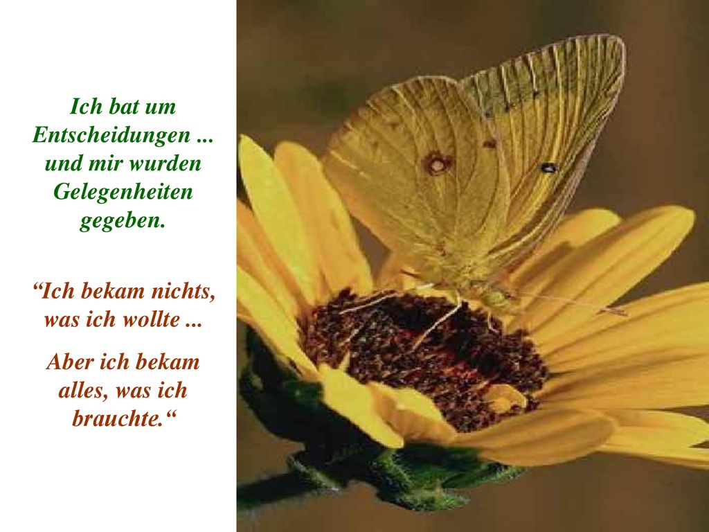Ich bat um Entscheidungen ... und mir wurden Gelegenheiten gegeben.