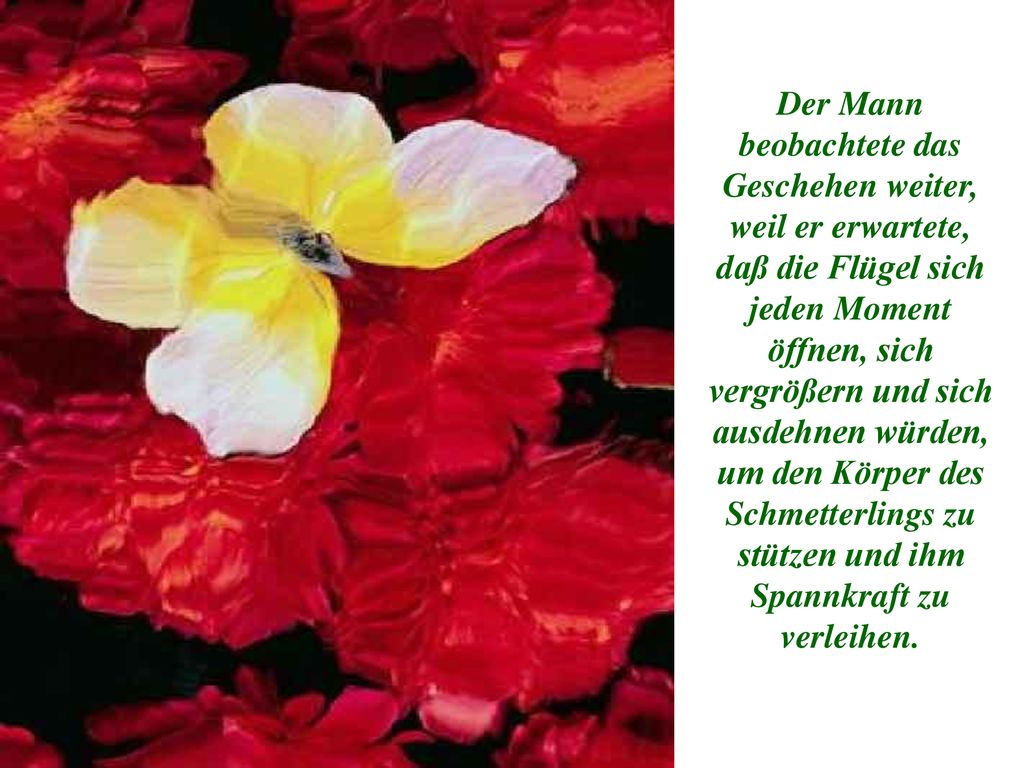 Der Mann beobachtete das Geschehen weiter, weil er erwartete, daß die Flügel sich jeden Moment öffnen, sich vergrößern und sich ausdehnen würden, um den Körper des Schmetterlings zu stützen und ihm Spannkraft zu verleihen.