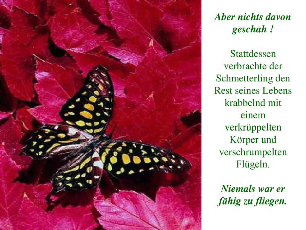 Aber nichts davon geschah ! Niemals war er fähig zu fliegen.