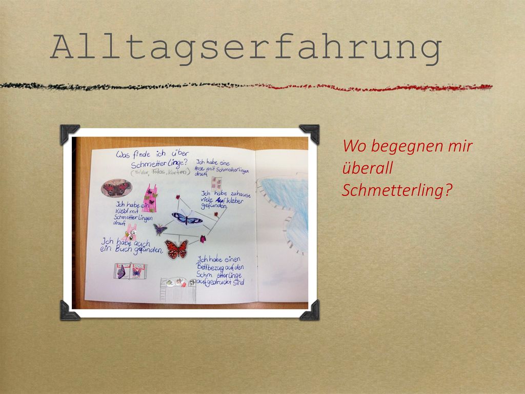 Alltagserfahrung Wo begegnen mir überall Schmetterling