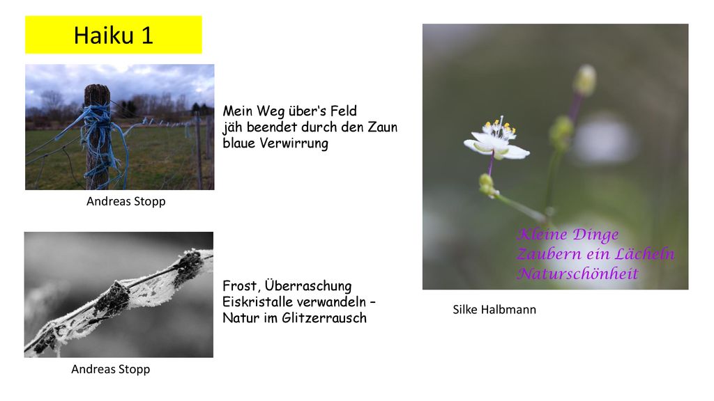Haiku 1 Mein Weg über‘s Feld jäh beendet durch den Zaun