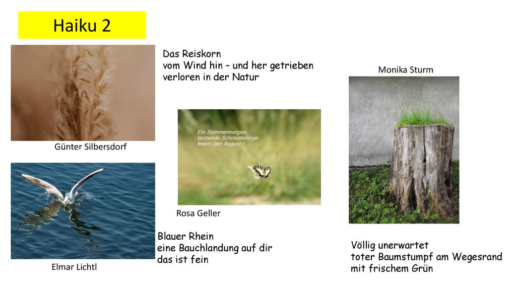 Haiku 2 Das Reiskorn vom Wind hin – und her getrieben