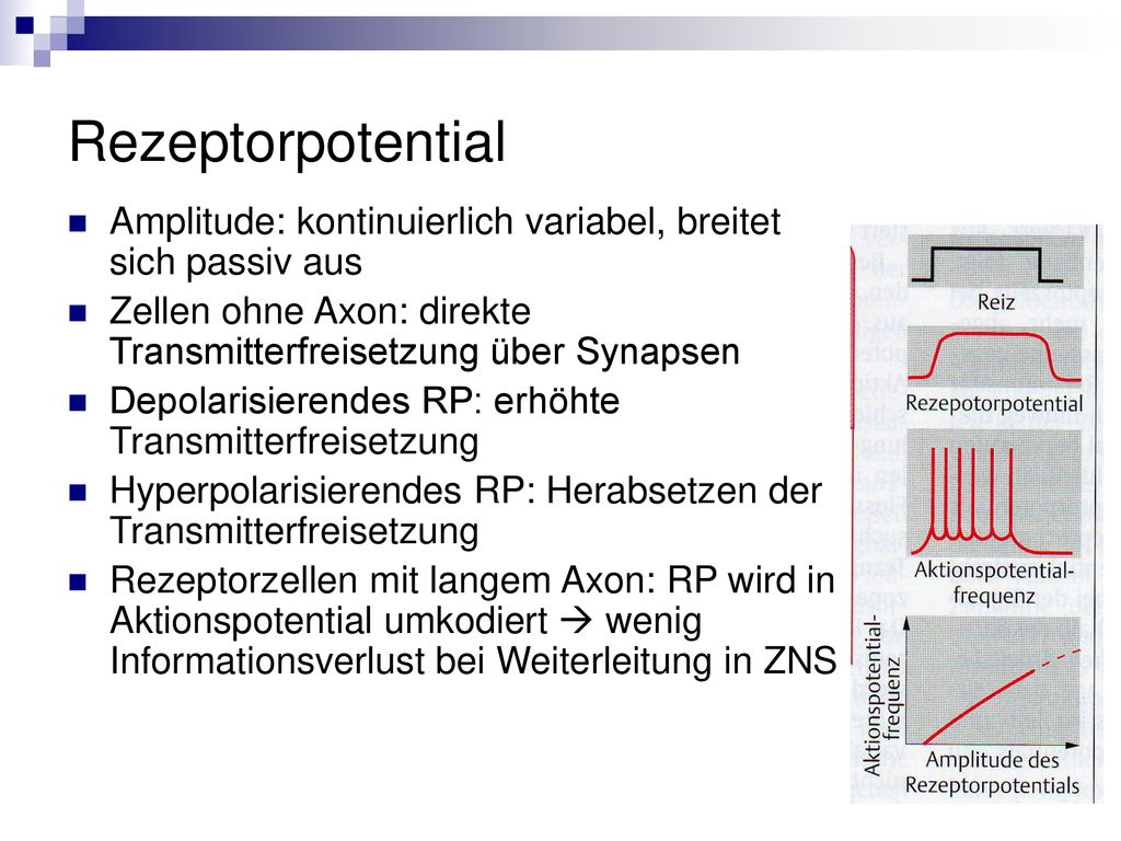 Rezeptorpotential Amplitude: kontinuierlich variabel, breitet sich passiv aus. Zellen ohne Axon: direkte Transmitterfreisetzung über Synapsen.