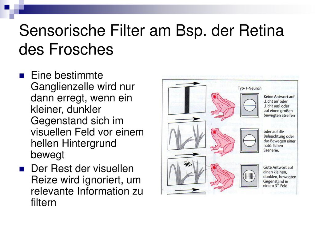 Sensorische Filter am Bsp. der Retina des Frosches