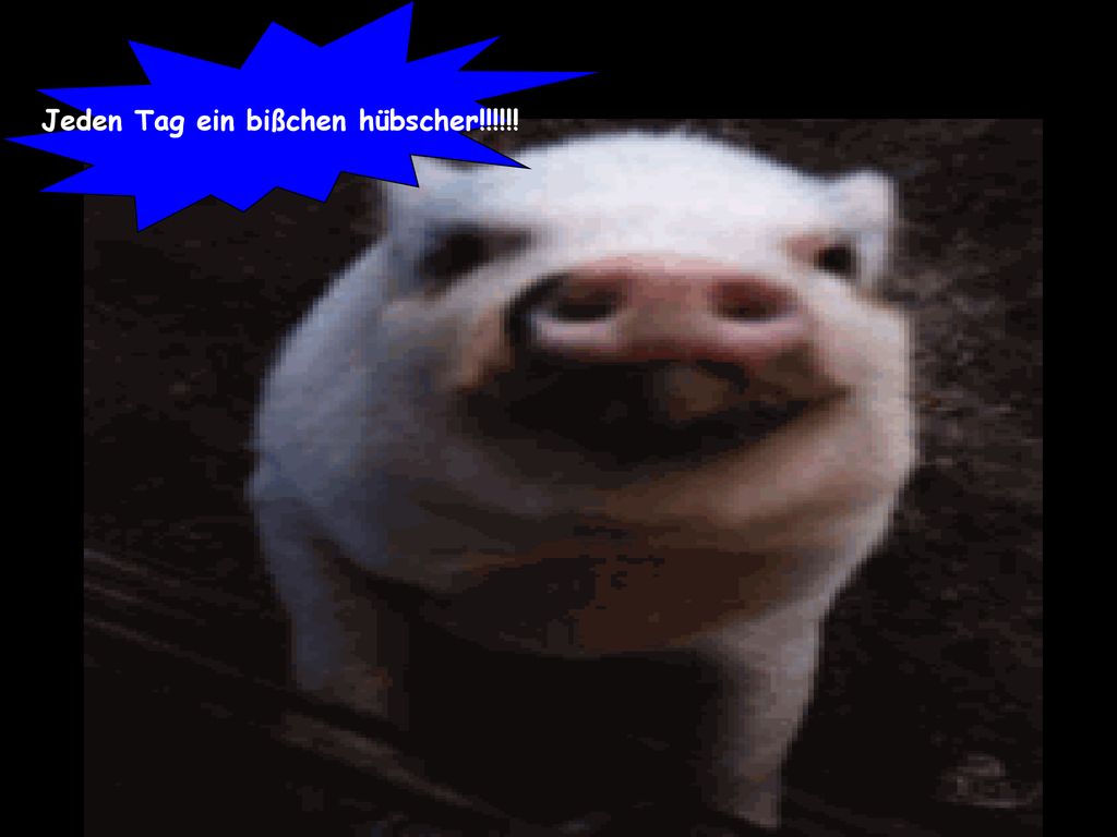 Jeden Tag ein bißchen hübscher!!!!!!