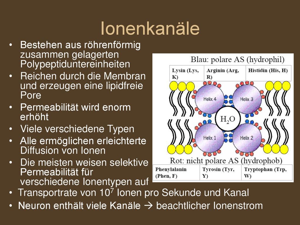 Ionenkanäle Bestehen aus röhrenförmig zusammen gelagerten Polypeptiduntereinheiten. Reichen durch die Membran und erzeugen eine lipidfreie Pore.