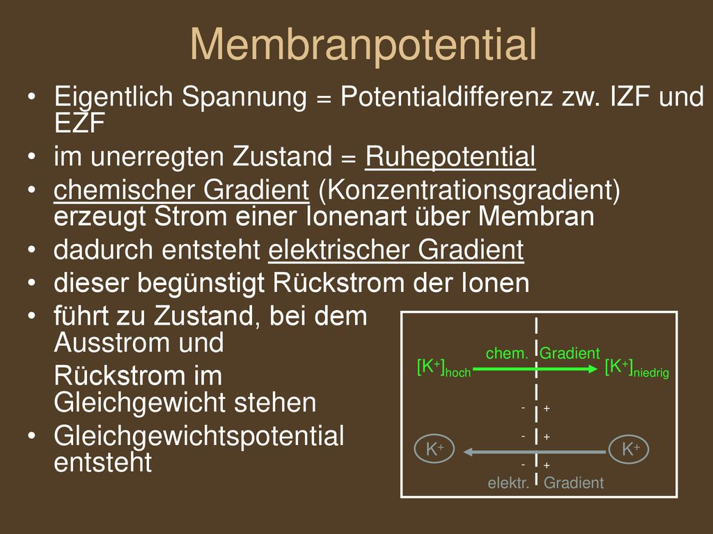 Membranpotential Eigentlich Spannung = Potentialdifferenz zw. IZF und EZF. im unerregten Zustand = Ruhepotential.