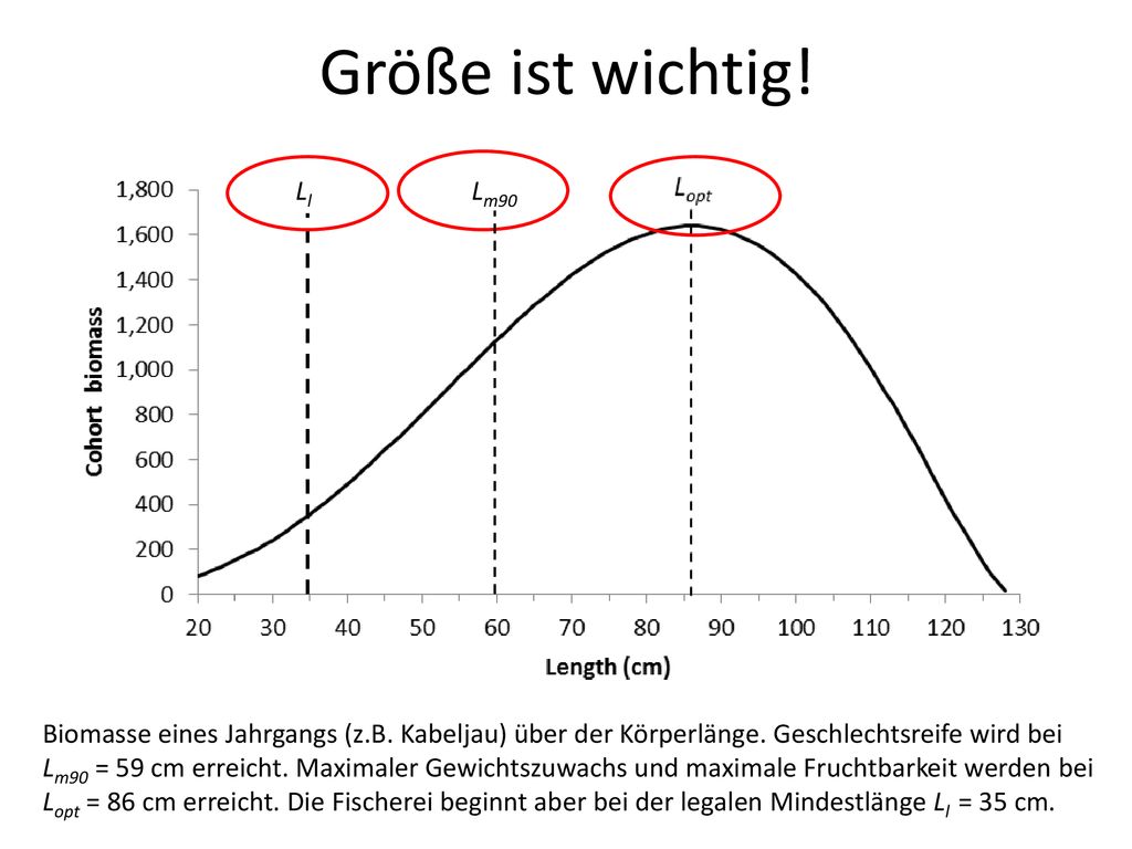Größe ist wichtig! Ll. Lm90. Biomasse eines Jahrgangs (z.B. Kabeljau) über der Körperlänge. Geschlechtsreife wird bei.