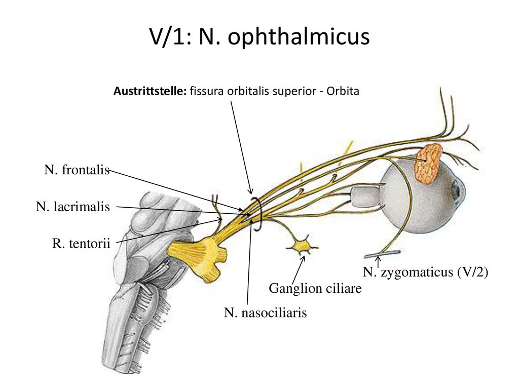 V/1: N. ophthalmicus N. frontalis N. lacrimalis R. tentorii