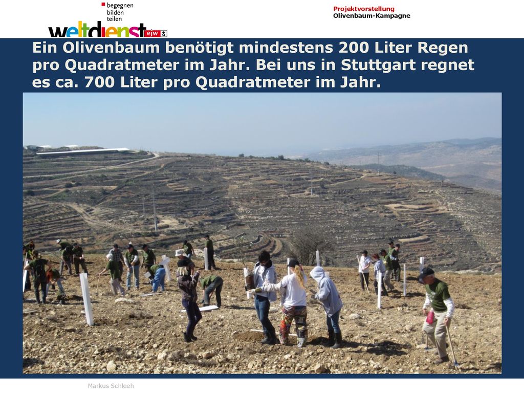 Ein Olivenbaum benötigt mindestens 200 Liter Regen pro Quadratmeter im Jahr.