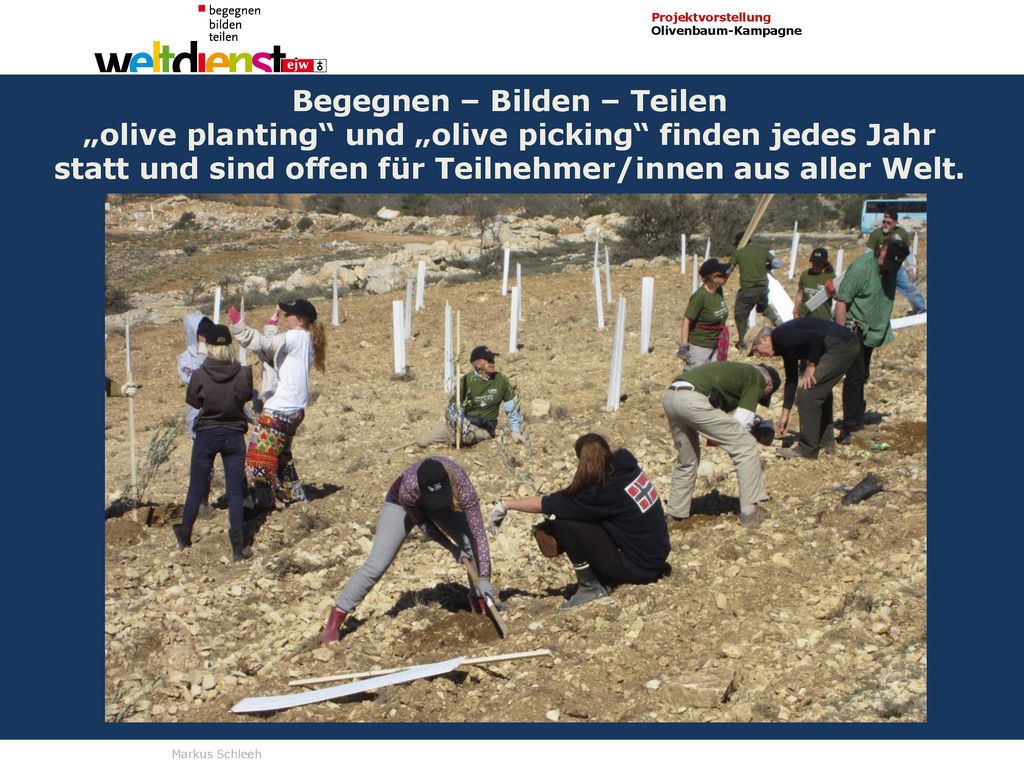„olive planting und „olive picking finden jedes Jahr statt und sind offen für Teilnehmer/innen aus aller Welt.