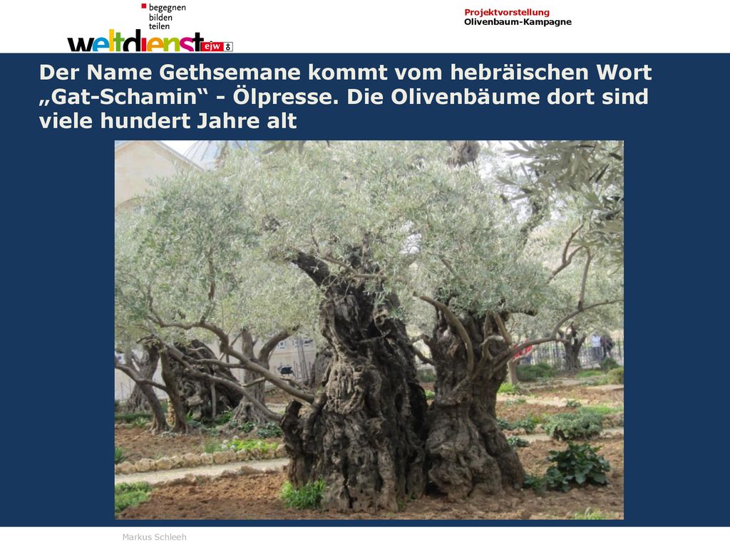 Der Name Gethsemane kommt vom hebräischen Wort „Gat-Schamin - Ölpresse.