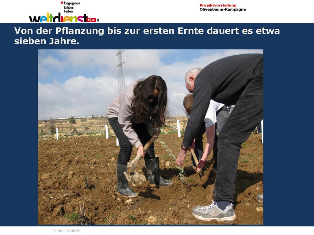 Von der Pflanzung bis zur ersten Ernte dauert es etwa sieben Jahre.