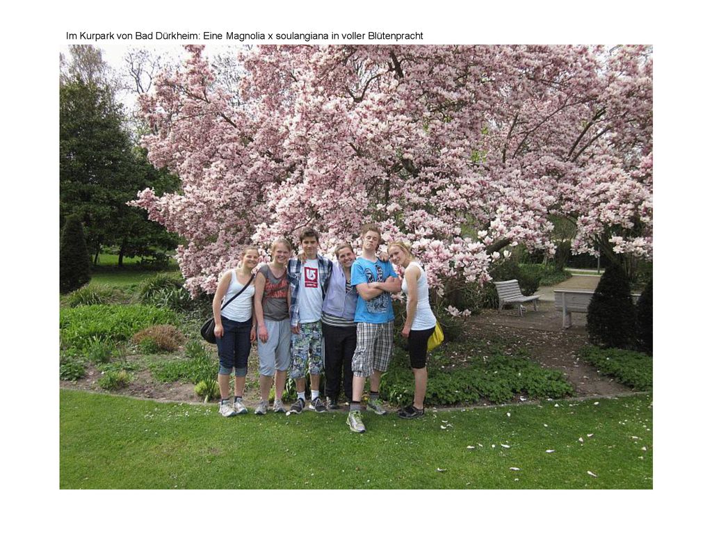 Im Kurpark von Bad Dürkheim: Eine Magnolia x soulangiana in voller Blütenpracht