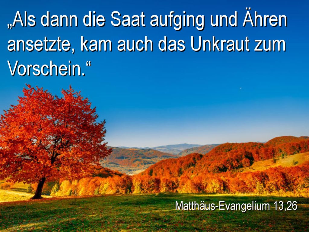 „Als dann die Saat aufging und Ähren ansetzte, kam auch das Unkraut zum Vorschein.