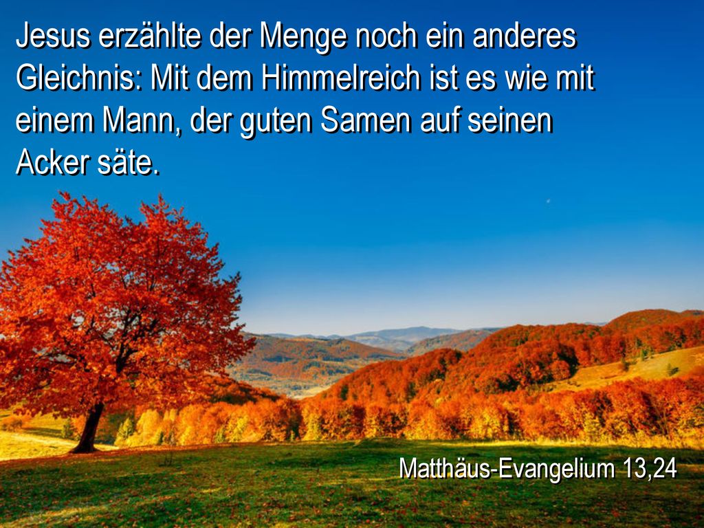 Jesus erzählte der Menge noch ein anderes Gleichnis: Mit dem Himmelreich ist es wie mit einem Mann, der guten Samen auf seinen Acker säte.